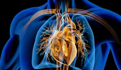 Hình minh họa mặt cắt trái tim người. Ảnh © matis75 / stock.adobe.com