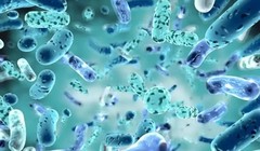 Hợp chất tự nhiên hydroquinine có hoạt tính tiêu diệt cả các loại vi khuẩn kháng thuốc. Ảnh Heathworld.