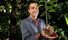 Cây blushwood Queensland. Ảnh Medical Xpress