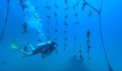 Sở hữu dinh thự bán đảo san hô - Nghỉ dưỡng 5 châu, sinh lời bền vững