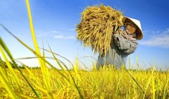 Agribank tích cực giải ngân cho đề án 1 triệu héc-ta lúa chất lượng cao