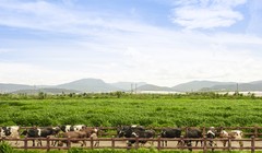 Brand Finance: Vinamilk vươn lên dẫn đầu thế giới về tiềm năng thương hiệu ngành sữa