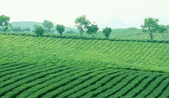 Ảnh minh họa. Nguồn Internet