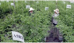 Ảnh minh họa. Nguồn Internet