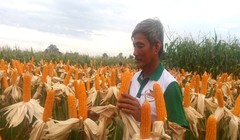Trong khi các mặt hàng nông nghiệp chính của Việt Nam có xu hướng giảm giá thì giá bắp (ngô) lại ổn định. Theo WB, giá bắp trong những năm tới ở mức 169 đô la Mỹ/tấn. Ảnh: NH