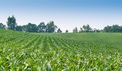 Ảnh minh họa. Nguồn Internet