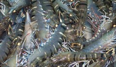 Ảnh minh họa. Nguồn Internet