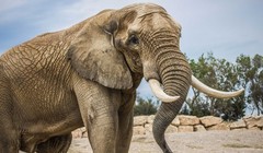 Ảnh minh họa. Nguồn Internet