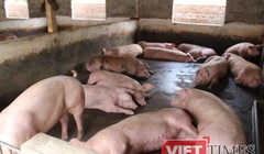 Ảnh minh họa. Nguồn Internet