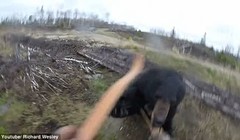 Hình ảnh con gấu đen chồm lên tấn công Richard Wesley