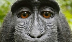 Bức ảnh "tự sướng" do Naruto chụp (ảnh: TheNextWeb)