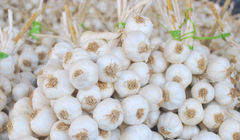 Video: Hạn hán tỏi Lý Sơn giá nửa chỉ vàng cũng không có để mua