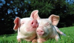 Học “bầu” Đức nuôi bò, Hòa Phát chuyển hướng nuôi … heo