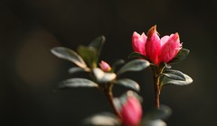 Hoa đỗ quyên còn được gọi hoa báo xuân