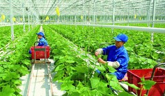 Thể chế hóa chủ trương của Đảng về nông nghiệp, nông dân, nông thôn trong Luật Đất đai 2024