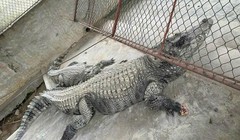 Bắt được 2 con cá sấu nặng hơn 100 kg sổng chuồng ở Yên Bái