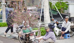 Nhiều tiểu thương kinh doanh đào, quất tại Hà Nội đứng ngồi không yên vì hàng bán ra nhỏ giọt.