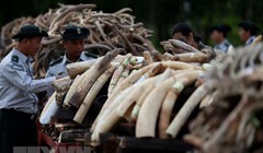 Lực lượng chức năng thiêu hủy ngà voi thu giữ trong chiến dịch truy quét tội phạm buôn lậu ngà voi ở Nay Pyi Taw, Myanmar ngày 4/10/2018. (Ảnh: THX/TTXVN)