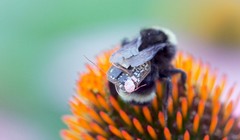 Ảnh: Đại học Washington