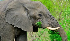 Intel đưa giải pháp dùng AI để bảo vệ động vật hoang dã.