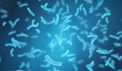 Loại vi khuẩn được kỳ vọng là “vị cứu tinh” của Trái Đất.