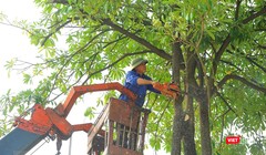 Cắt tỉa cây xanh bằng xe nâng tại Hà Nội
