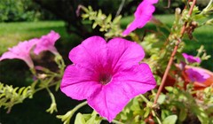 Ảnh chụp từ LG V30