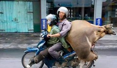 Chở cả người cả trâu trên một chiếc xe