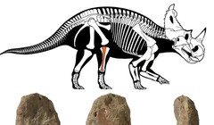 Loài khủng long ăn cỏ này sống cách chúng ta khoảng 76 triệu năm