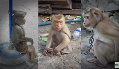 Khỉ đang bị săn bắt, buôn bán và nuôi nhốt tràn lan