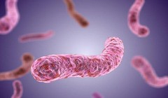 Vi khuẩn tụ cầu