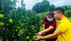 Bưu điện tỉnh Hòa Bình đồng hành cùng các hộ sản xuất nông nghiệp tiêu thụ cam Cao Phong (ảnh: VNPost)
