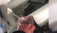 Nhân viên y tế đưa bông gòn vào miệng con cá (ảnh SCMP)