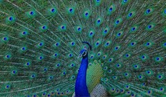 Ảnh minh họa: Getty 