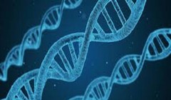Với công nghệ chỉnh sửa gen, các nhà khoa học có thể thay thế các đoạn gen gây bệnh trong DNA của con người và thay thế bằng các đoạn gen khỏe mạnh (ảnh Google)