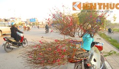 “Rộ” cây ngũ quả chơi Tết giá 5 triệu đồng