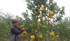 Phát sốt với cây kỳ lạ “đẻ” ra 40 loại quả độc