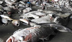 Mỗi tháng Quảng Trị thiệt hại 98 tỷ đồng vì thảm họa môi trường do Formosa gây ra - (Ảnh minh họa)