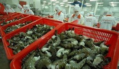 Thị trường Australia có yêu cầu rất cao về tôm tươi - (Ảnh minh họa).