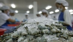 DOC vừa tăng mức thuế chống bán phá giá tôm Việt Nam lên 4,78% - (Ảnh minh họa)