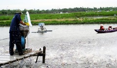 Tin vào thương lái Trung Quốc, nhiều người nuôi cá tra đang "ngồi trên đống lửa" - (Ảnh minh họa)
