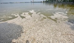 Cá chết trắng ven Hồ Tây sáng 2/10.