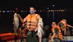 Cá chết hàng loạt ở Hồ Tây khiến Hà Nội phải huy động các lực lượng vớt cá chết xuyên đêm