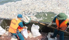 Hơn 100 tấn cá chết tại Hồ Tây đã được thu vớt, đưa đi xử lý.