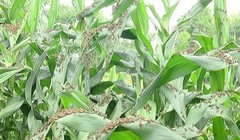 Bão châu chấu "càn quét" Sơn La - (Nguồn Internet)