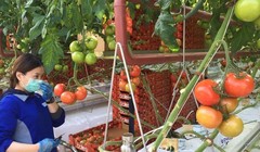 Thu hoạch cà chua cho hệ thống siêu thị Coles. (Nguồn ABC)