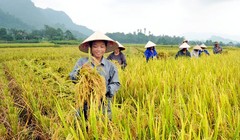 Trong số 63 nông dân xuất sắc năm 2016, có 49 là nam và 14 nữ- (Ảnh minh họa).