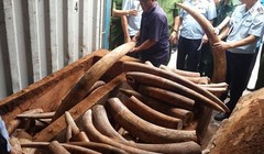 Ngà voi nhập lậu do Hải quan TP.HCM bắt giữ có xuất xử từ châu Phi- (Ảnh minh họa).