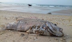 Bộ Tài chính yêu cầu không để xảy ra tiêu cực khi chi trả bồi thường của Formosa- (Ảnh minh họa).