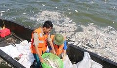 Cá Hồ Tây chết bất thường- (Ảnh: ĐK).